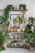 Nautilus Shell Planter with Textured Finish