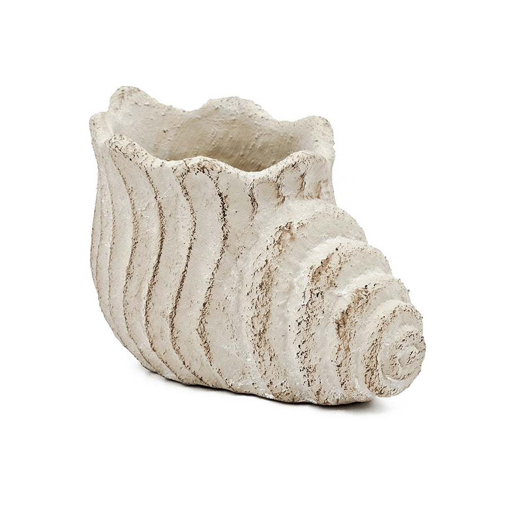 Conch Shell Planter with Textured Finish