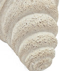 Conch Shell Planter with Textured Finish