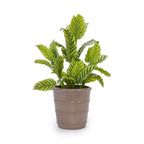 Marrek Handmade Ceramic Planter, Set of 3