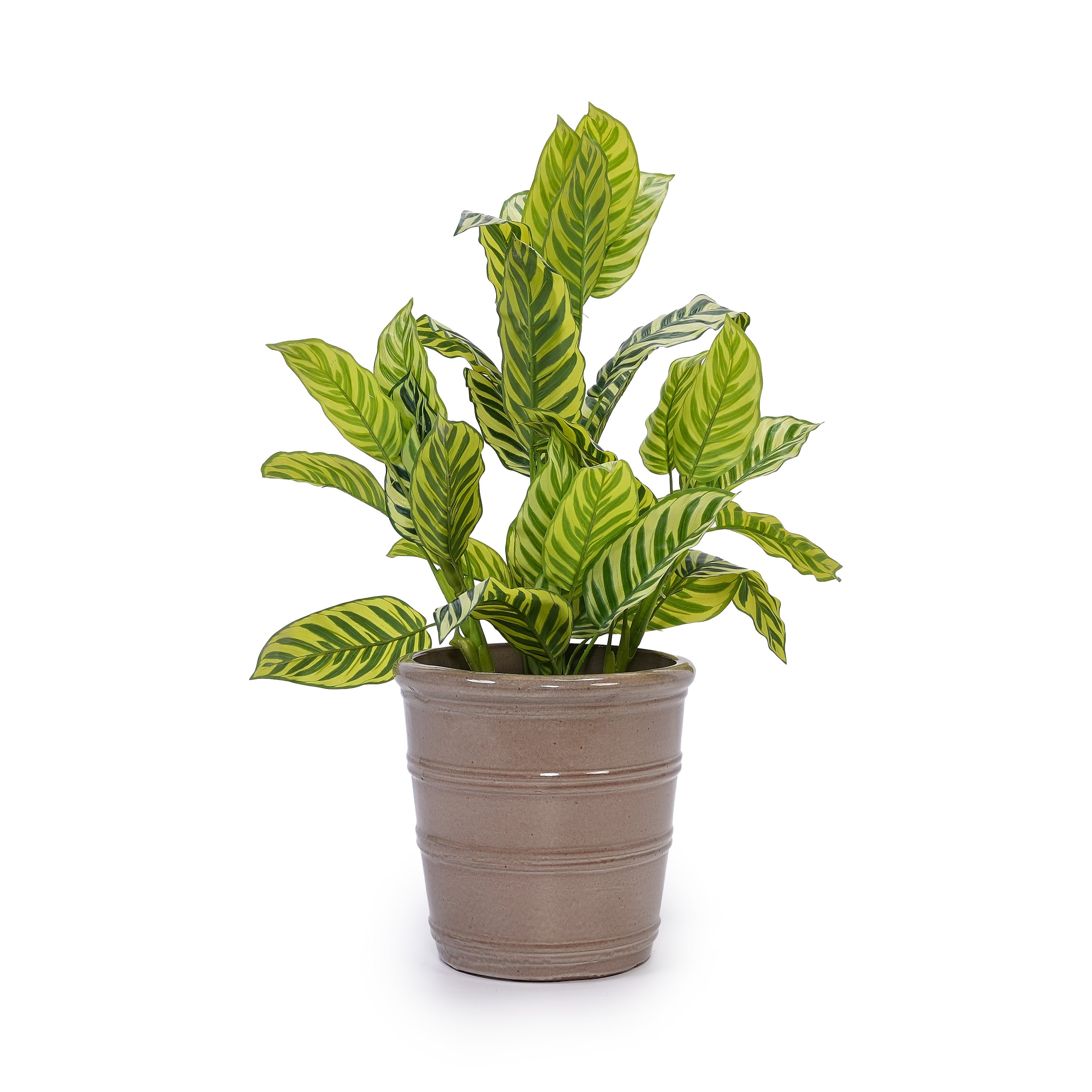 Marrek Handmade Ceramic Planter, Set of 3