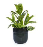Axton Handmade Ceramic Planter, Set of 3